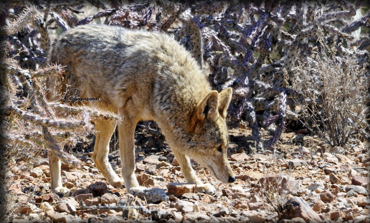 Койот 1