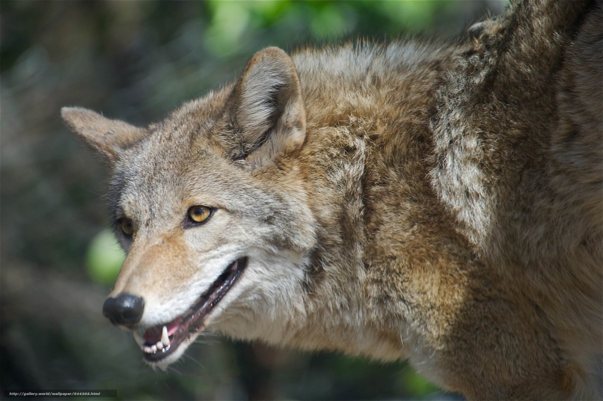 Койот Южная Америка