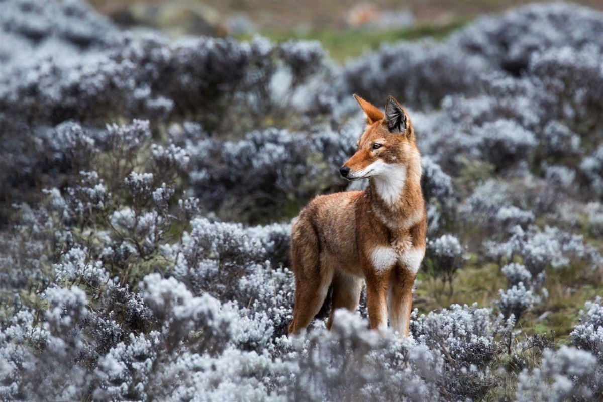 Эфиопский волк