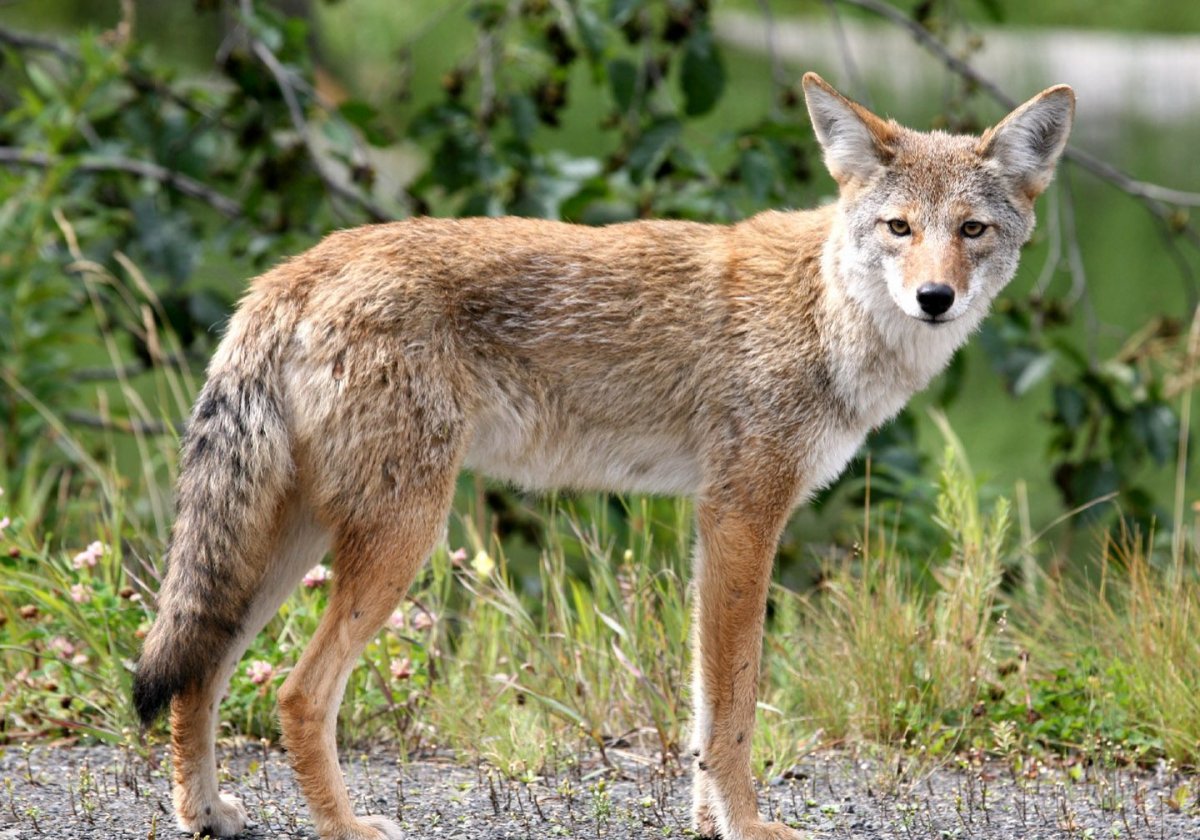 Койот Северной Америки