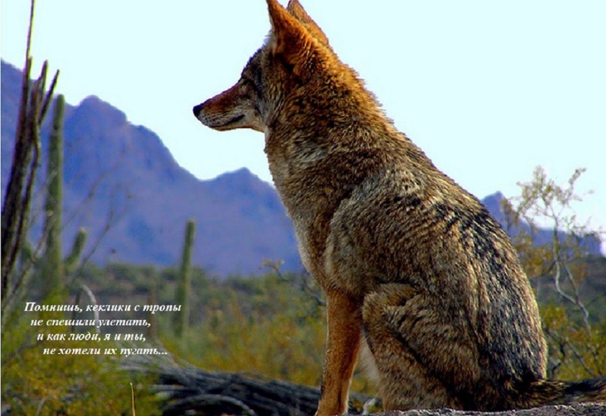 Койот Степной волк