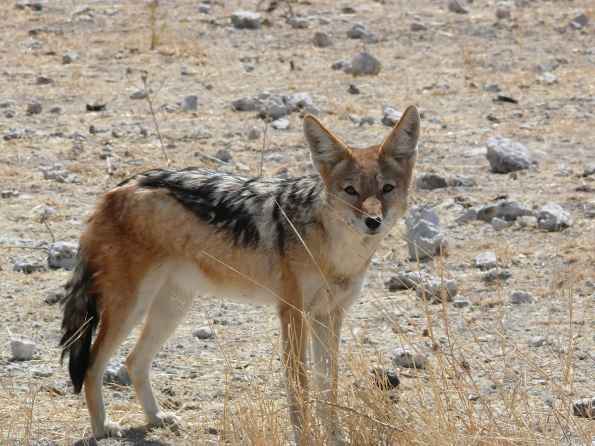 Крымский Шакал