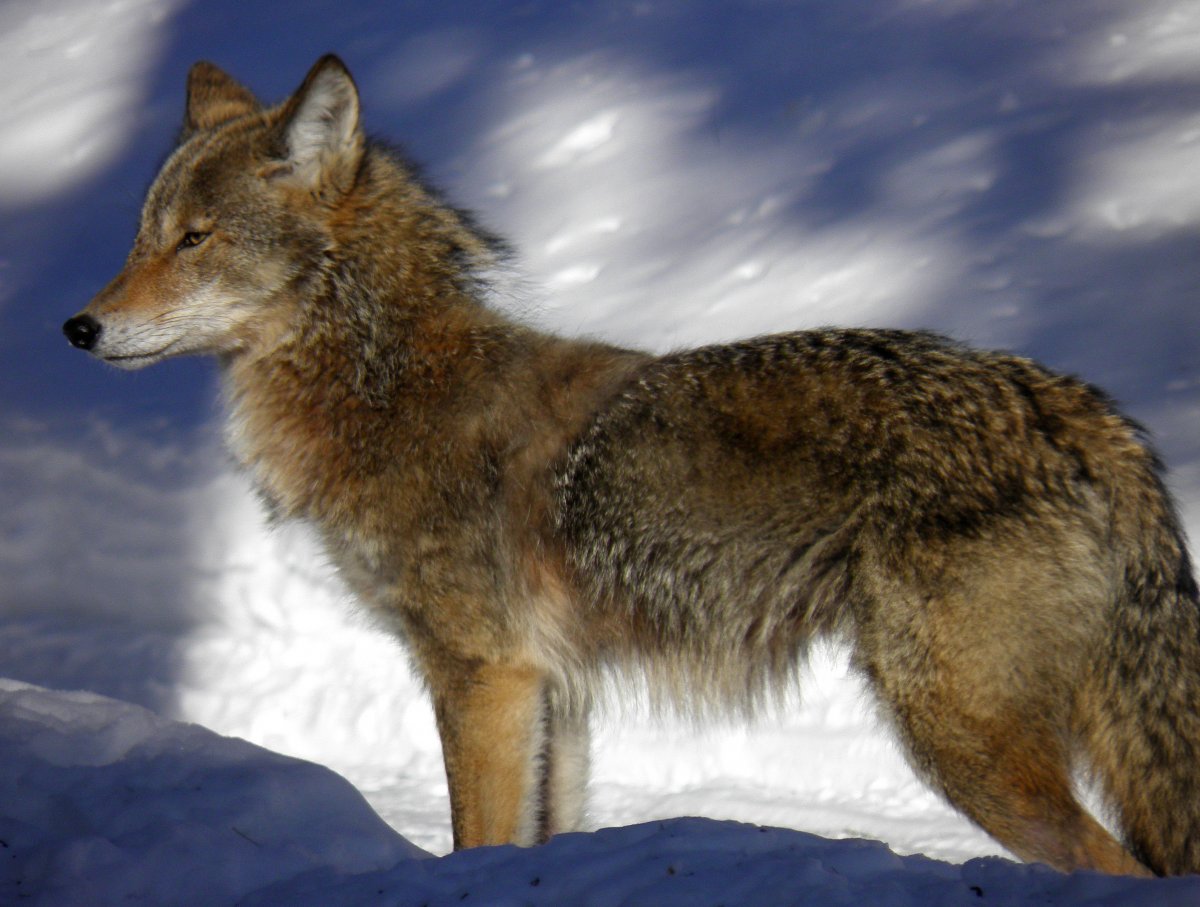 Койволк гибрид койота и волка