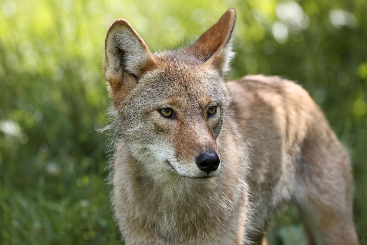 Койот Северной Америки