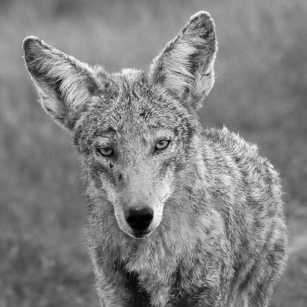 Канис ЛАТРАНС