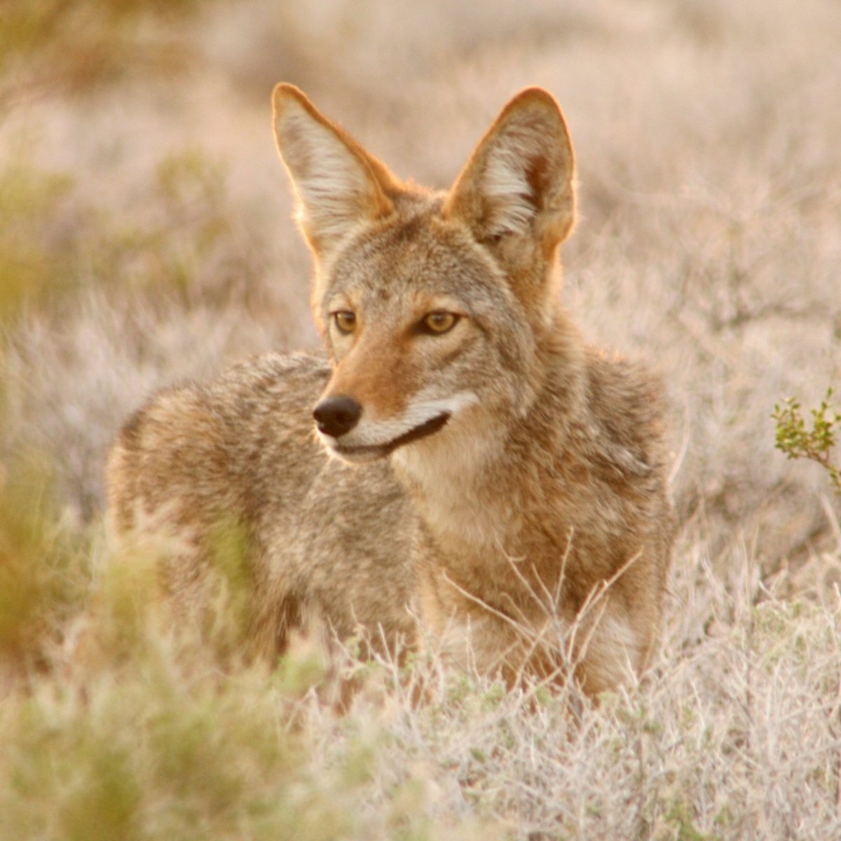 Пустынный койот