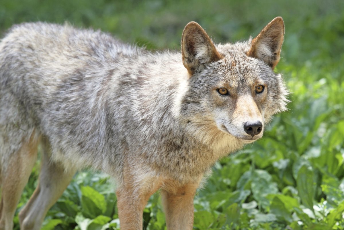 Волк лисица Шакал