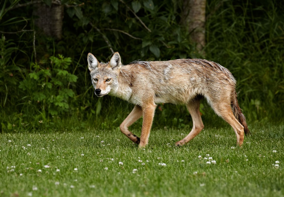 Обыкновенный Шакал (canis aureus)
