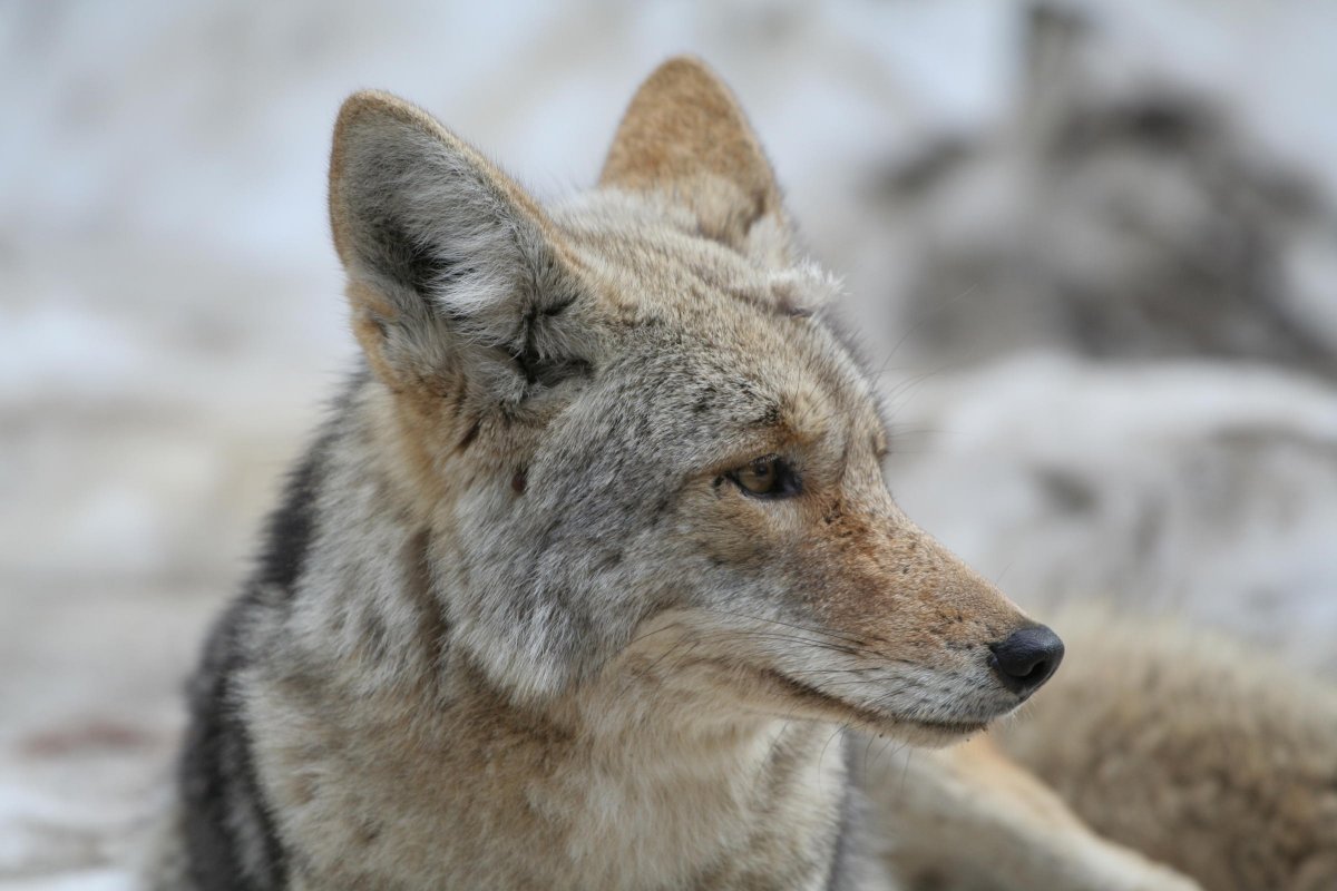 Шакал морда