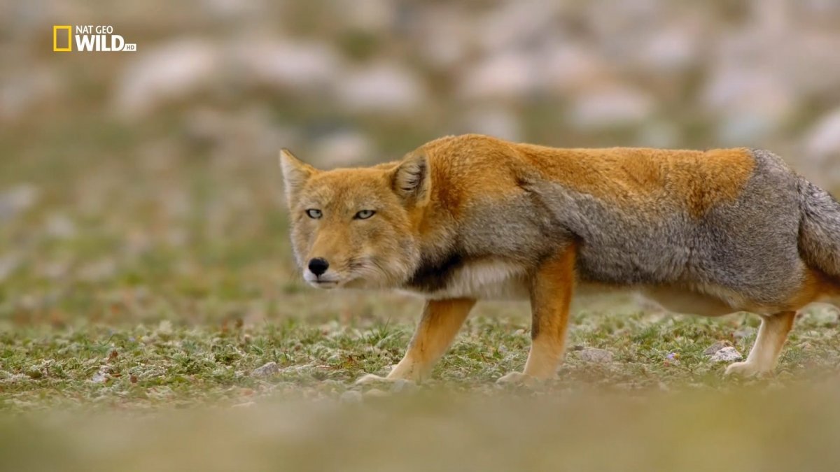 Тибетская лиса обои