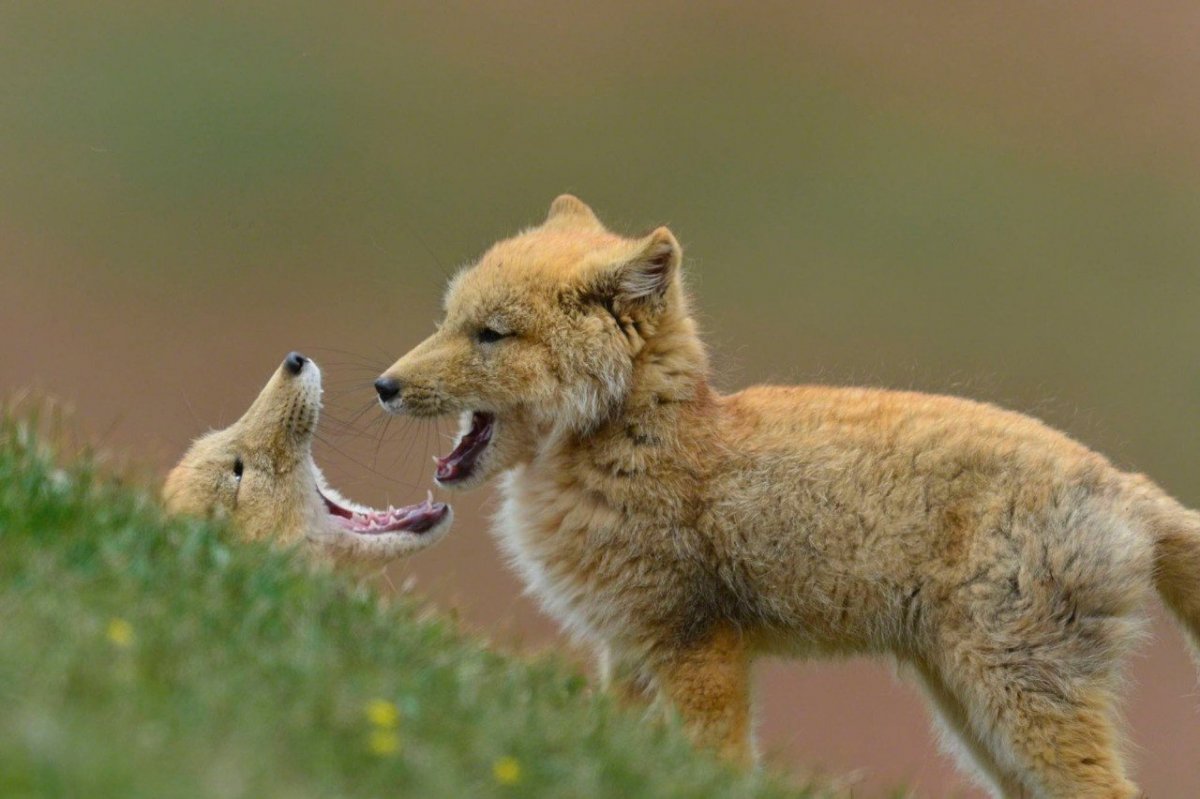 Лисята тибетский лисы