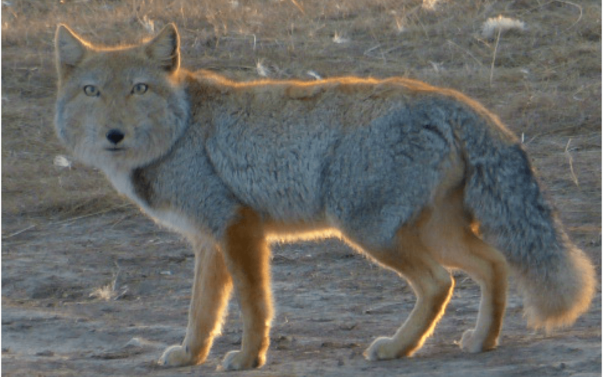 Тибетская Песчаная лиса