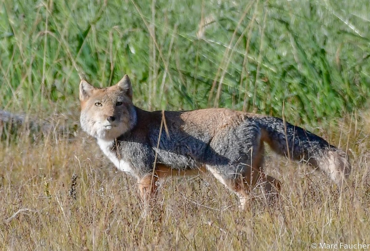 Тибетская лиса ареал обитания