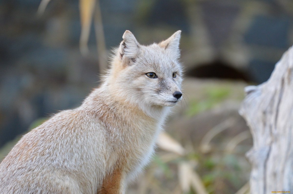 Тибетская лисица профиль