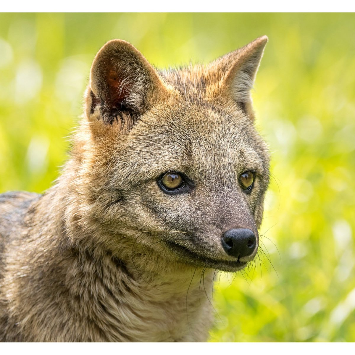 Семейство псовых Майконги
