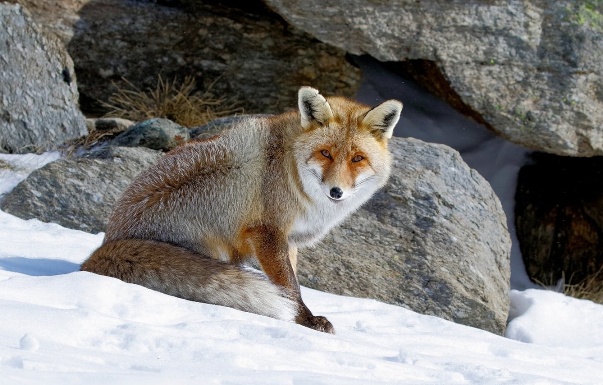 Каменная лиса