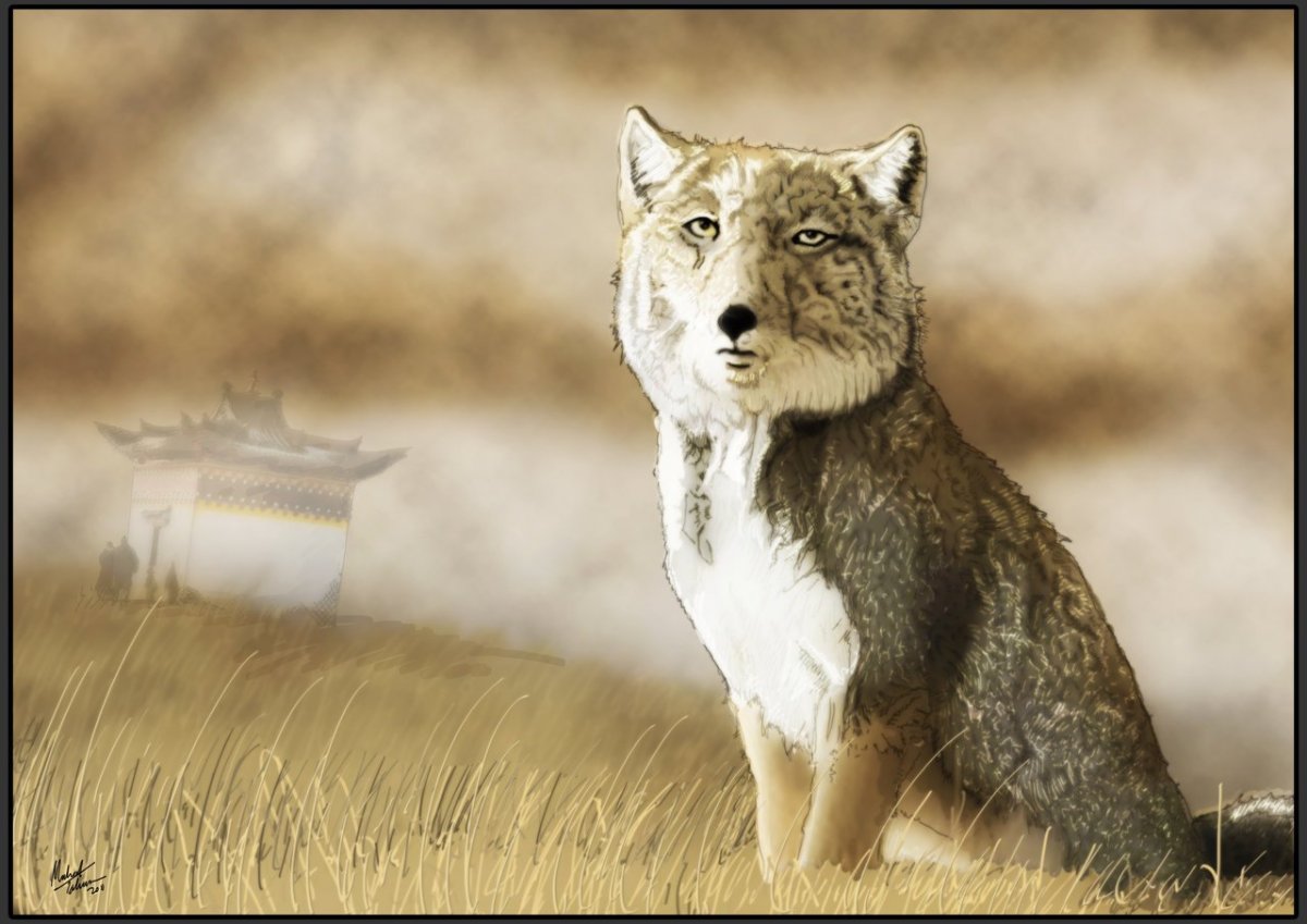 Гималайская лиса