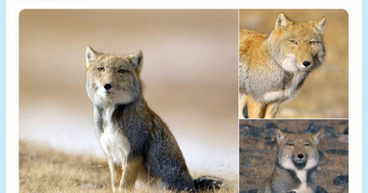 Тибетская лиса НАТГЕО вайлд