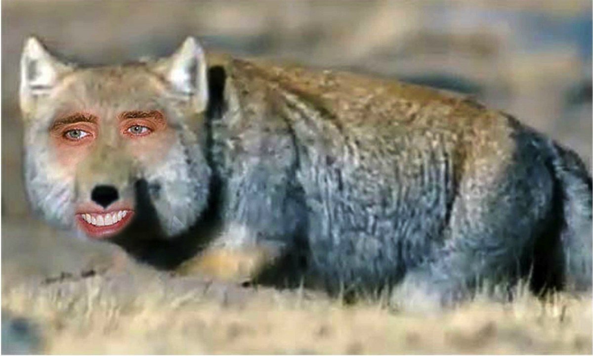 Тибетская лиса Николас Кейдж