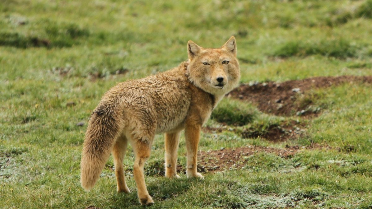 Гималайская лисица