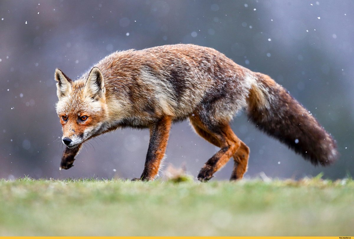 Горная лисица Крыма