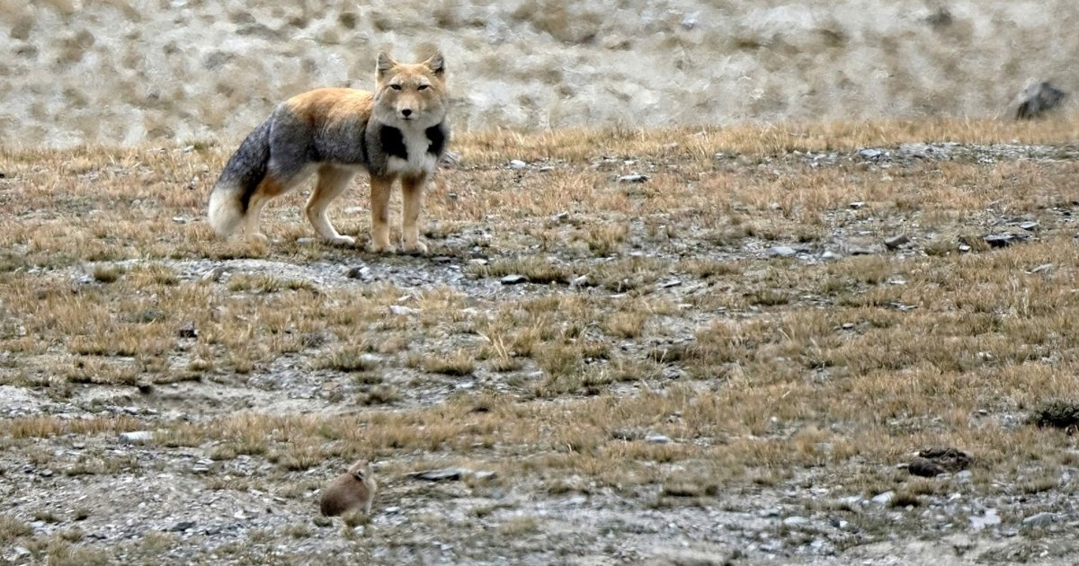 Tibetan Sand Fox