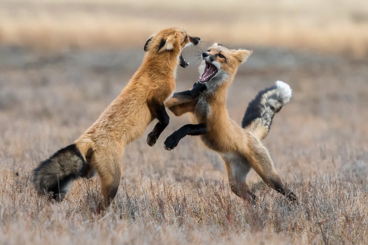 Тибетская лиса Николас Кейдж