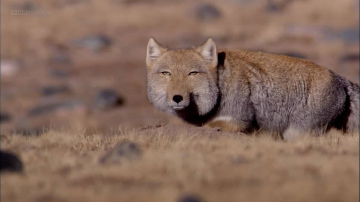 Монгол лиса