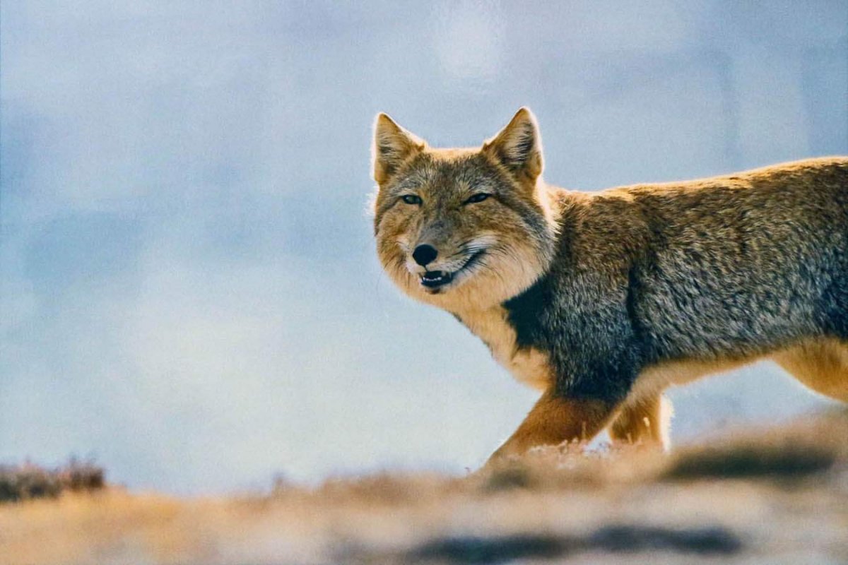 Тибетская лисица