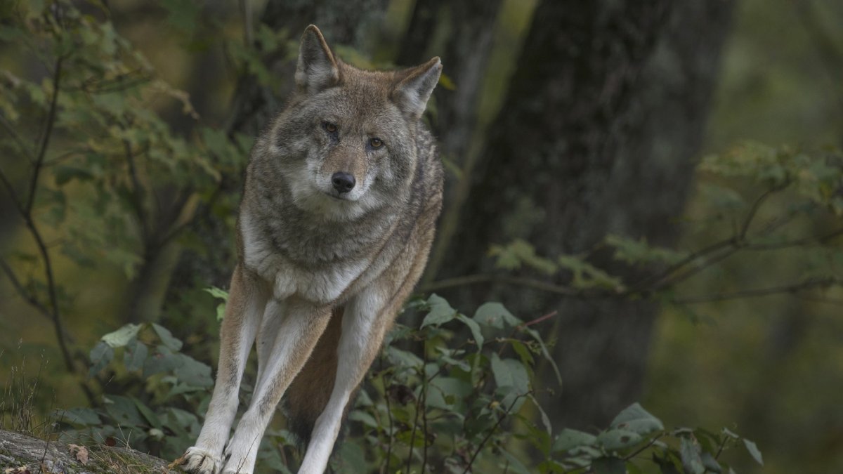 Тибетская лиса арт