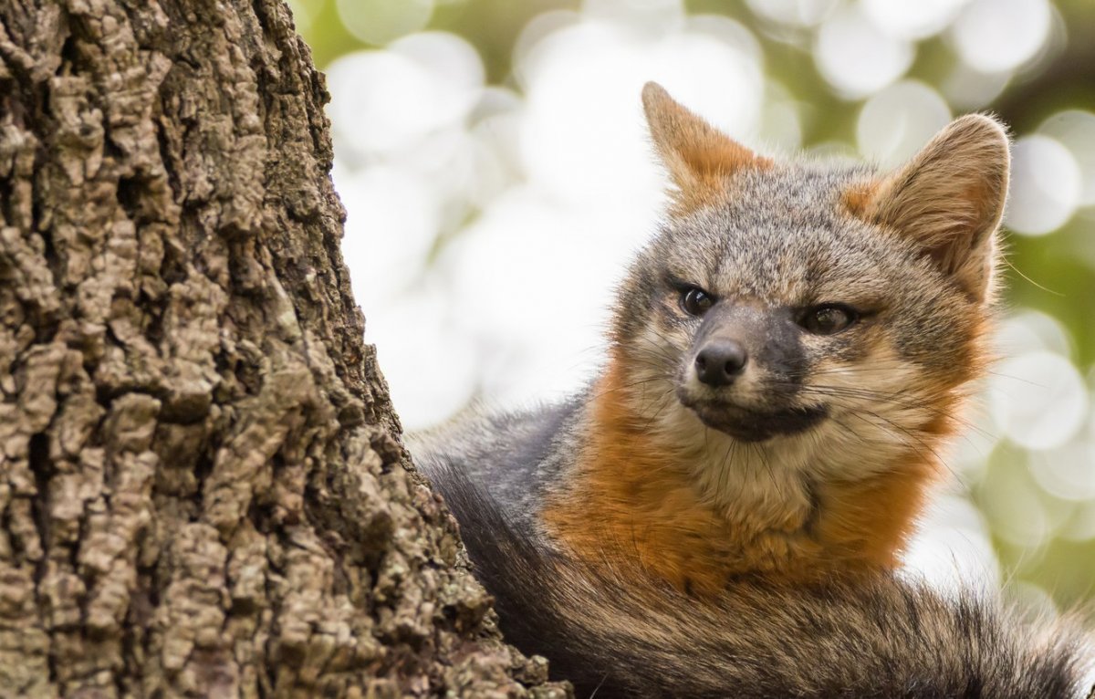 Канис Люпус