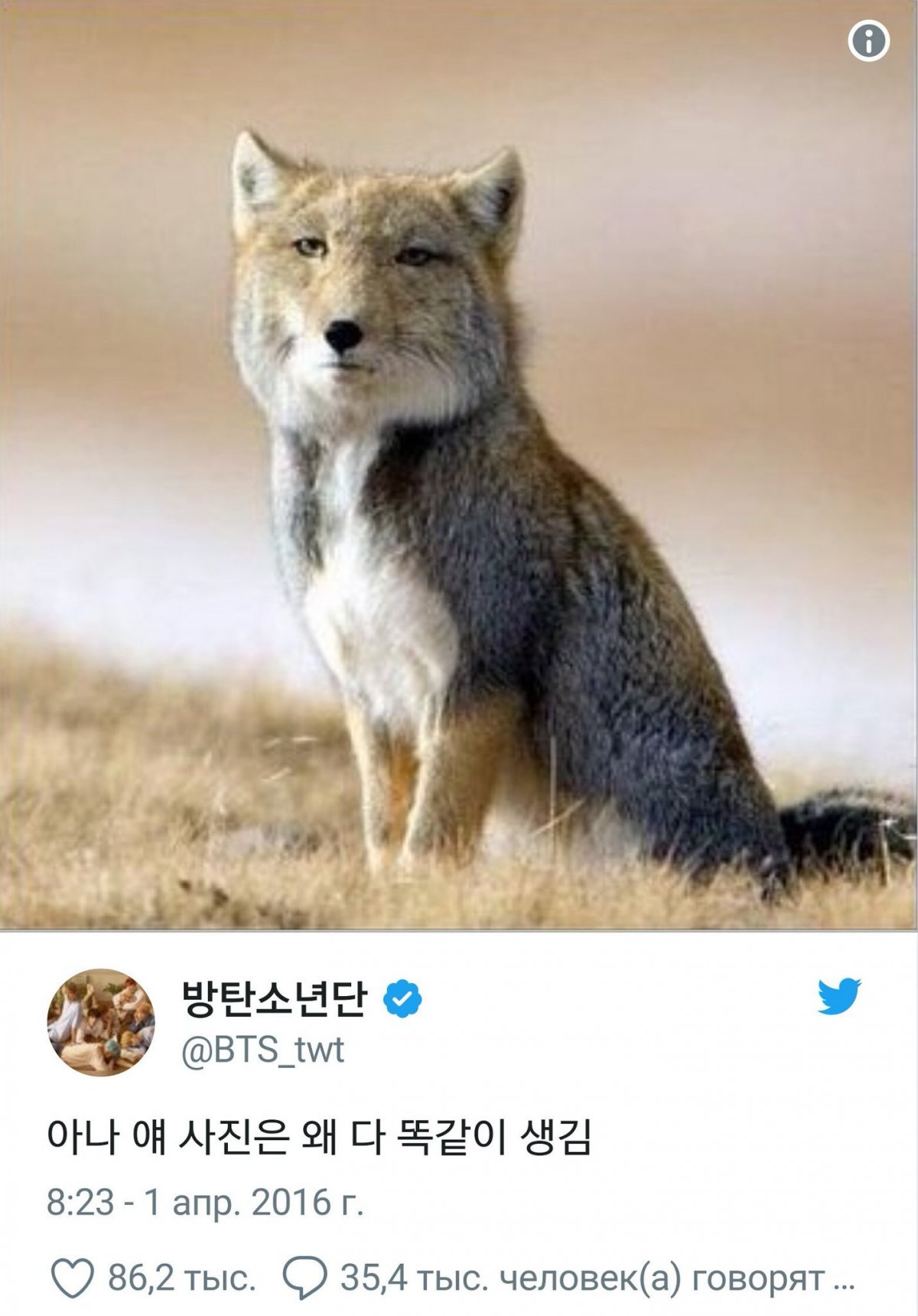 Тибетская лиса спасибо что зашли