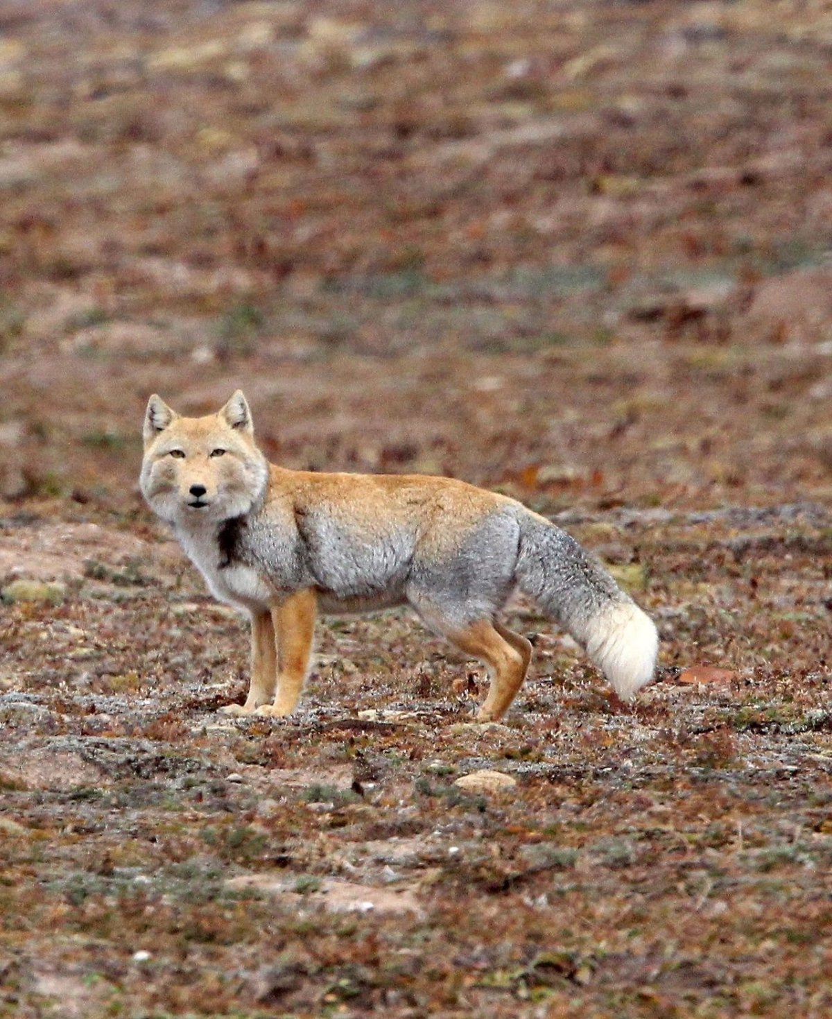 Тибетская Песчаная лиса