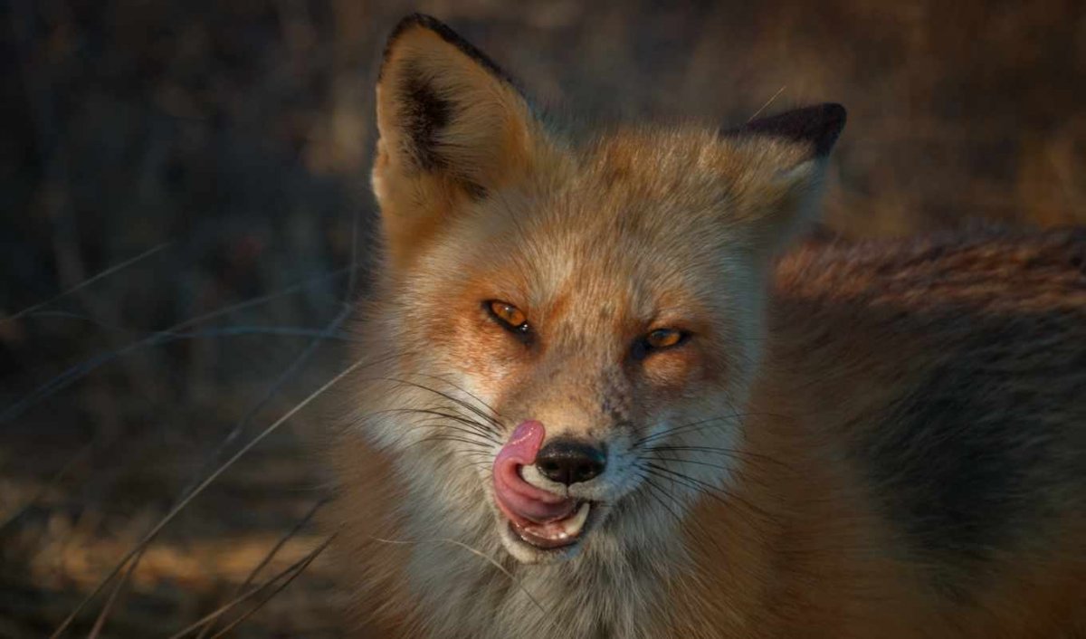 Арктическая мраморная лиса