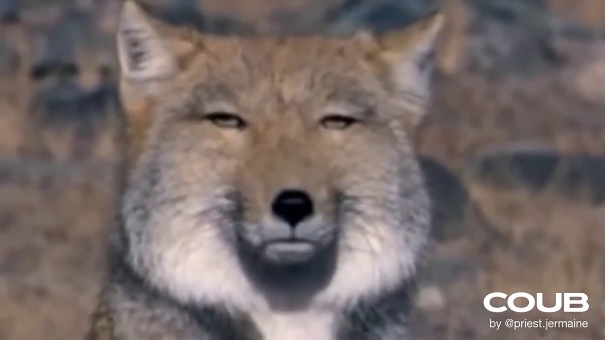 Тибетская лиса щенки