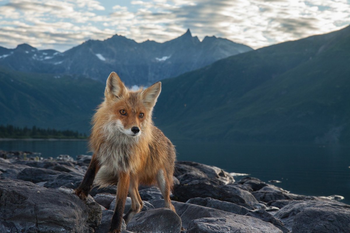 Анадырская обыкновенная лисица