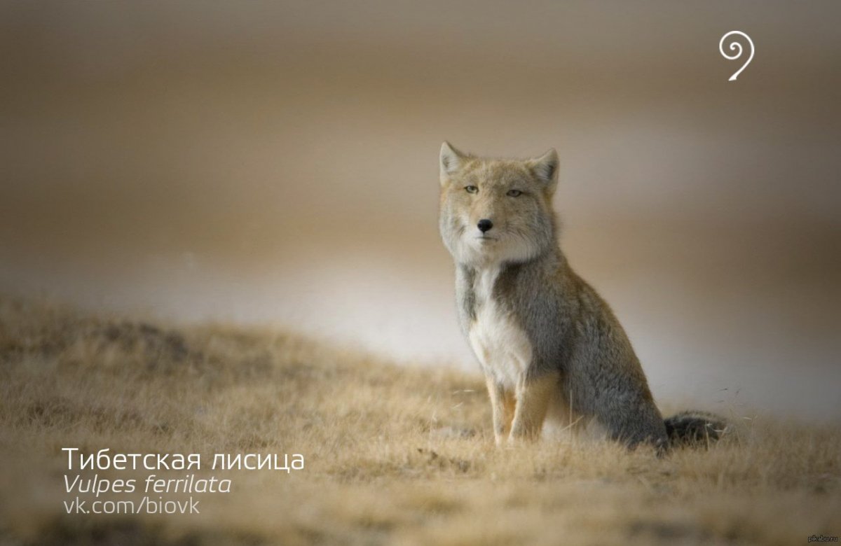 Лиса бенгал