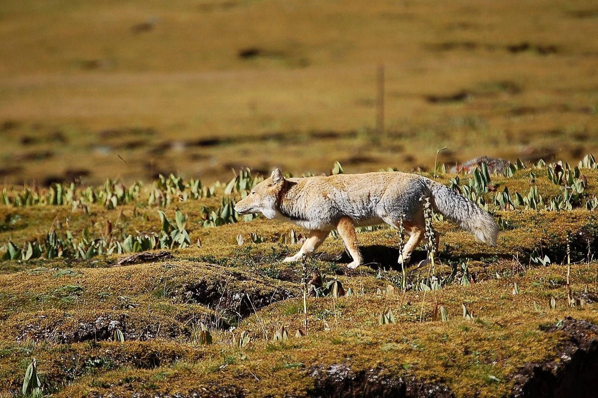 Тибетская лиса фото