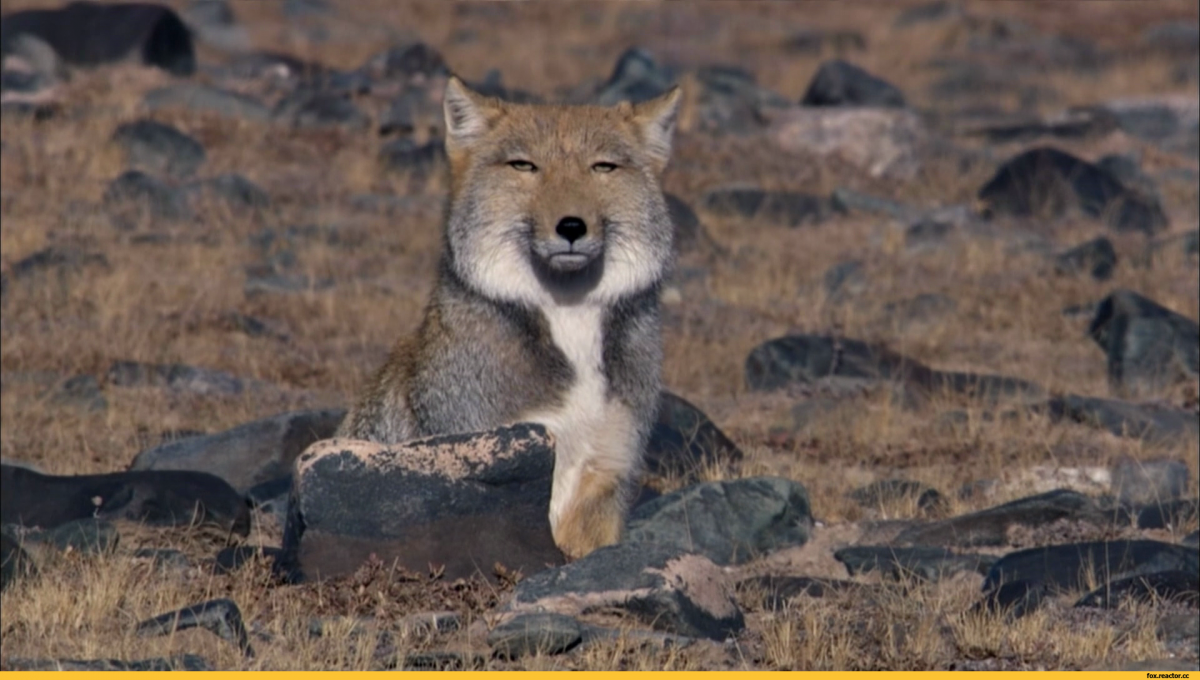 Тибетская лиса ареал обитания