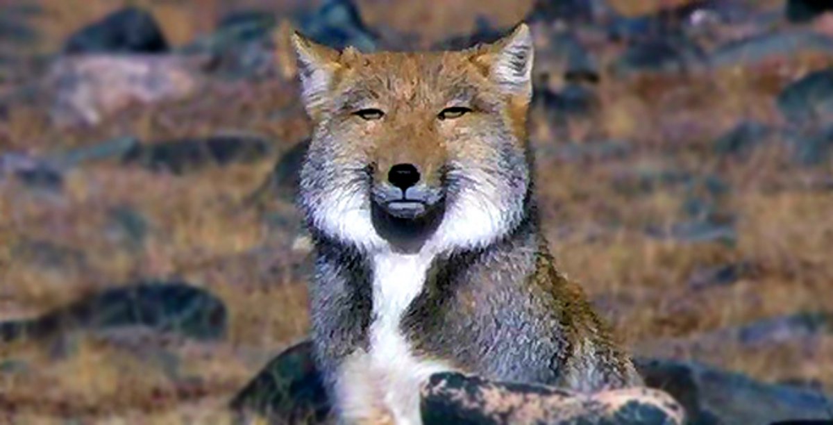 Лиса с узкими глазами