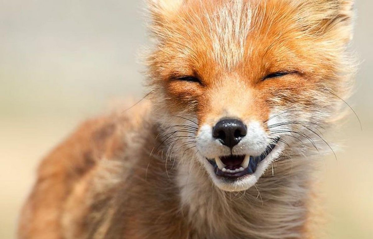 Тибетская лиса подозрительно