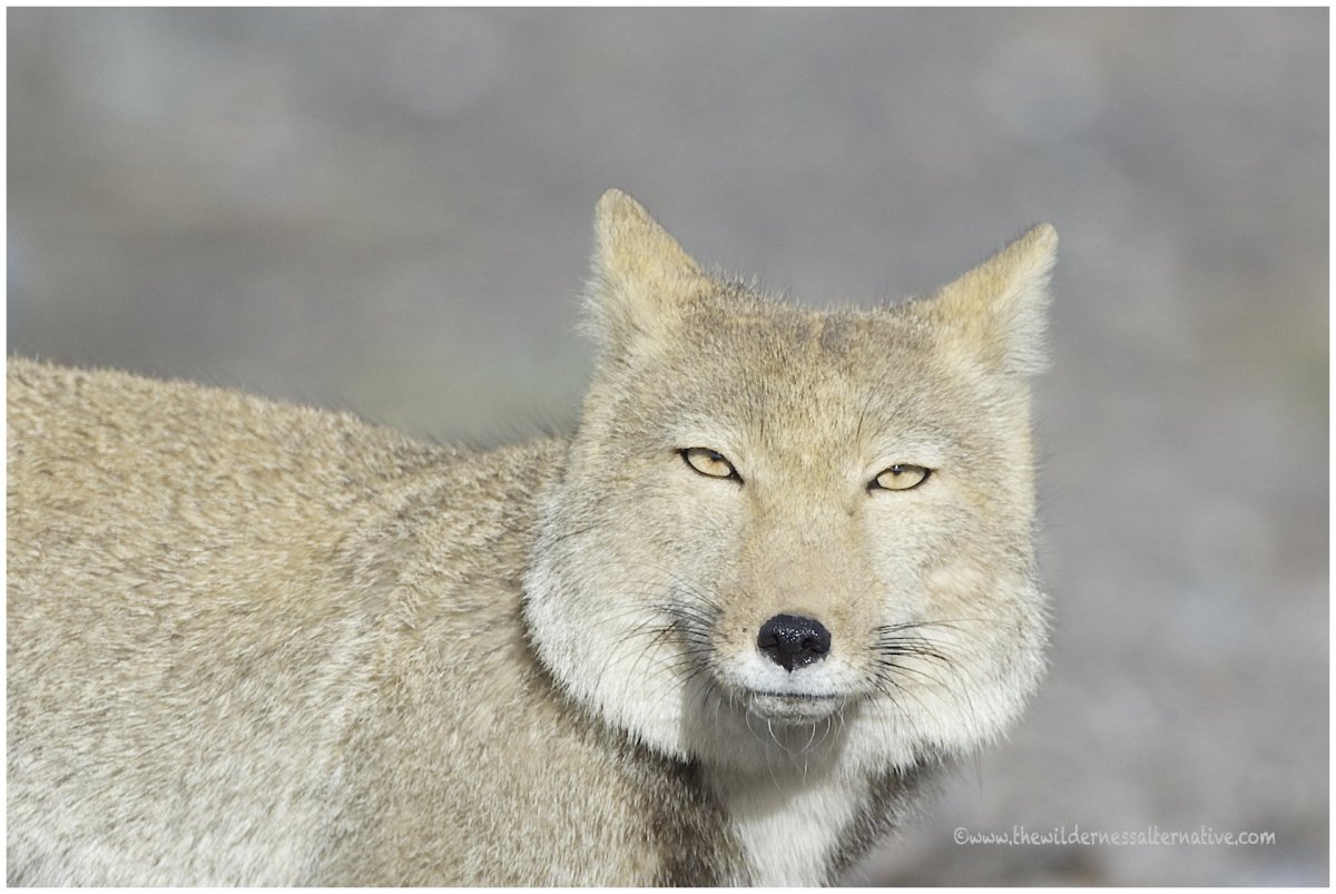 Лиса, фон Вереск