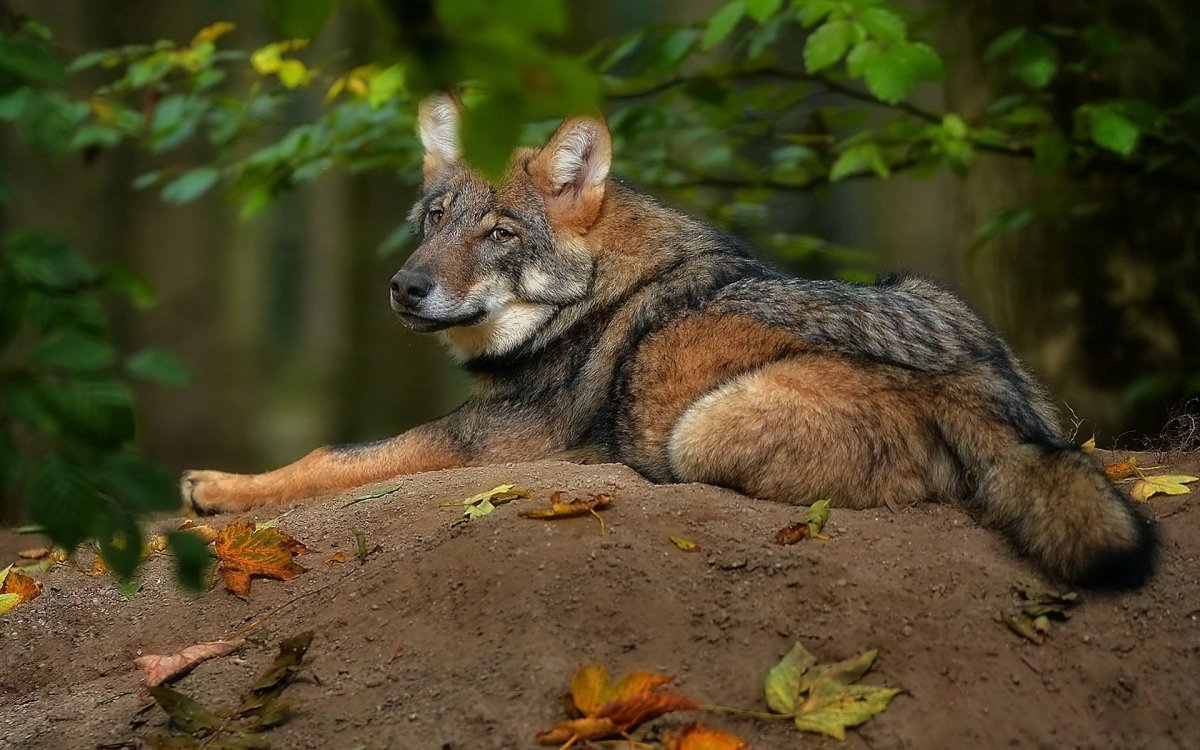 Тибетская лисица