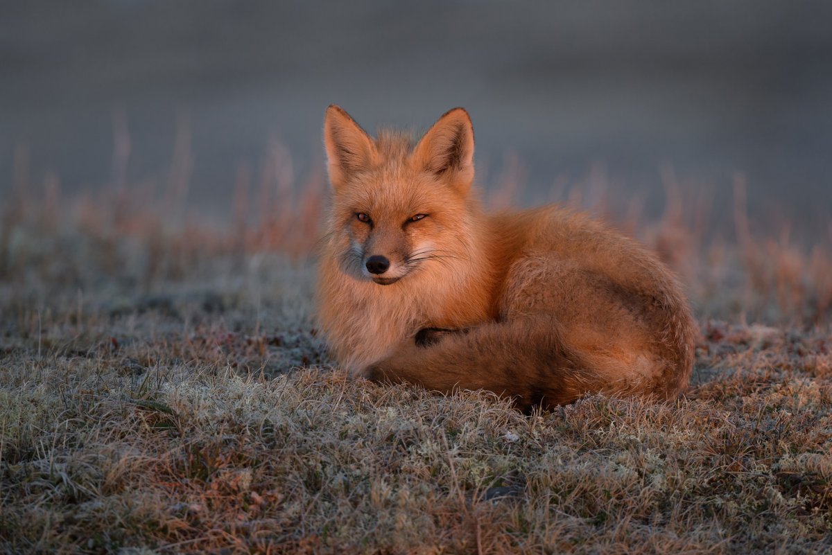 Китайские лисы