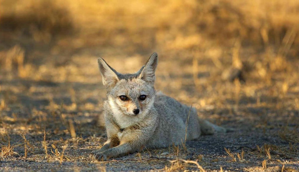 Tibetan Sand Fox meme