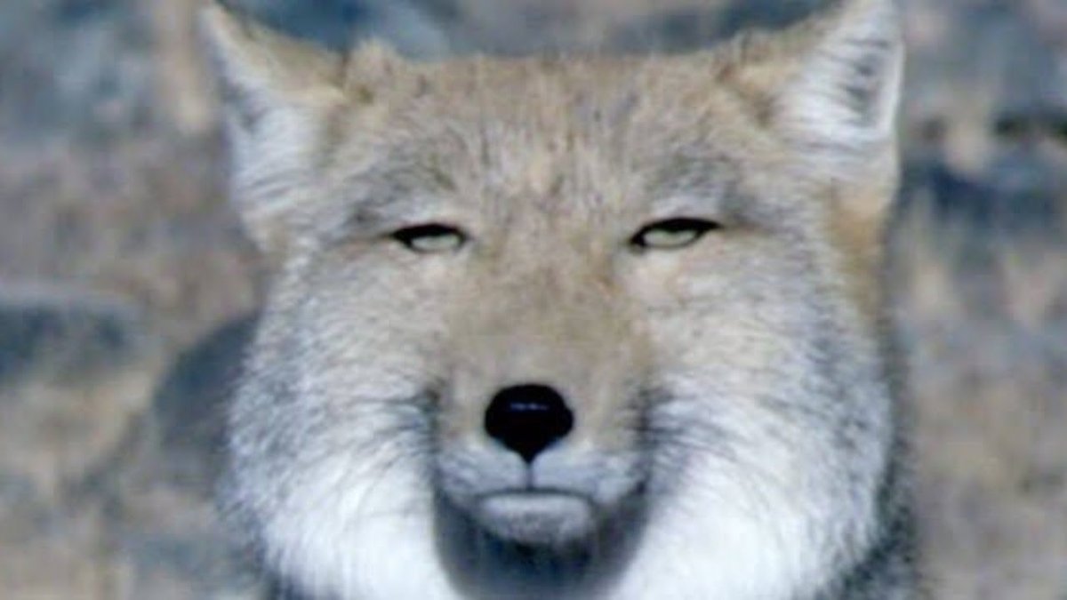 Тибетская лиса Николас Кейдж