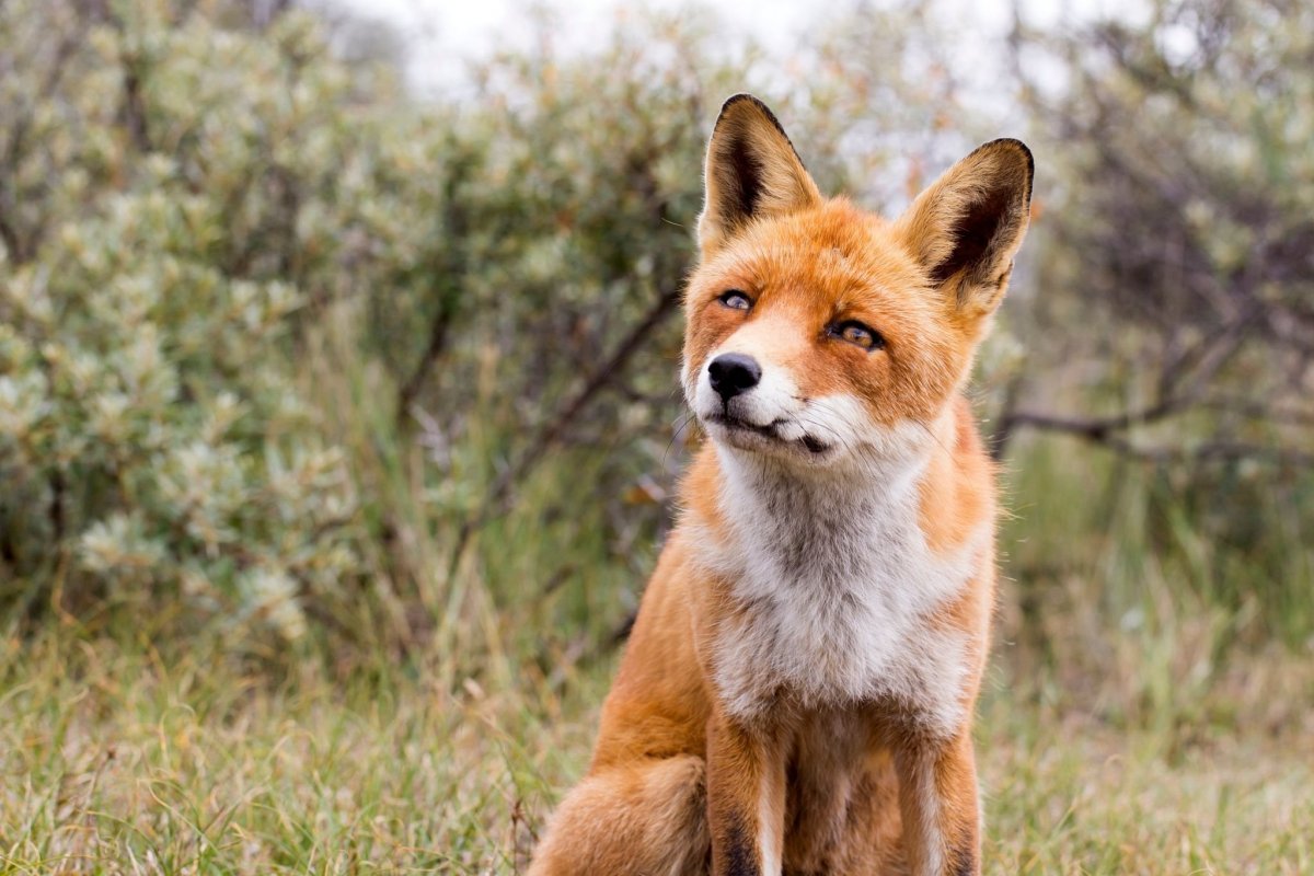 Тибетская лиса хитрая