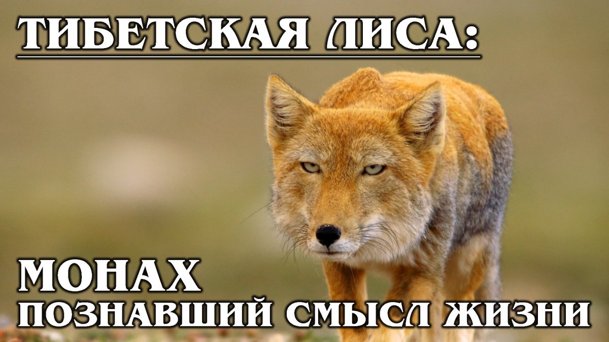 Лис злодей Злодеич