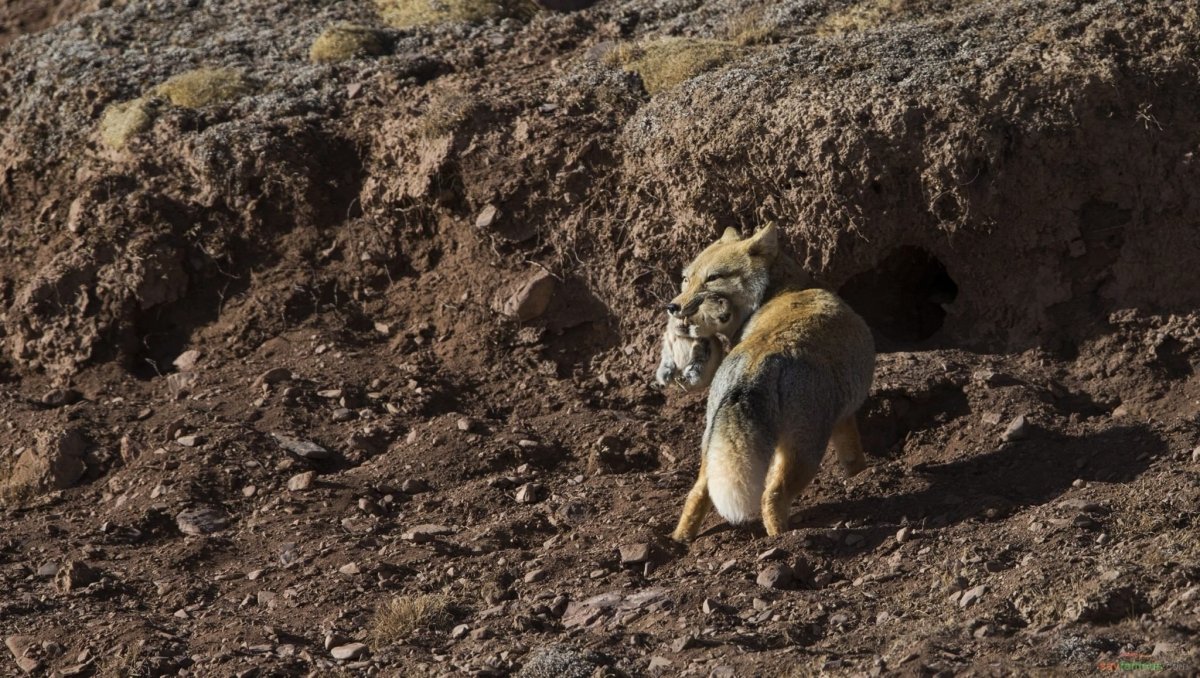 Большеухая лисица зубы