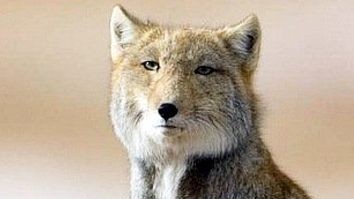 Гималайская лиса